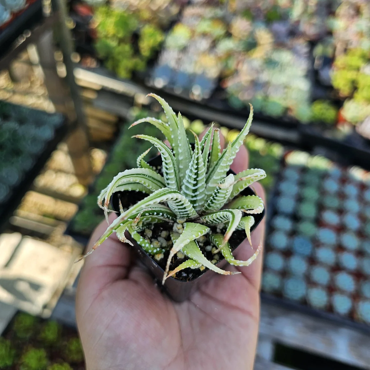 Haworthia Zebra | Variegata | 2in pot - Image 1