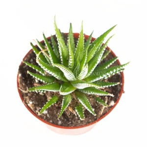 Haworthia Zebra Live Plant – 4 inch Potted Succulent – Indoor Houseplant - Image 2