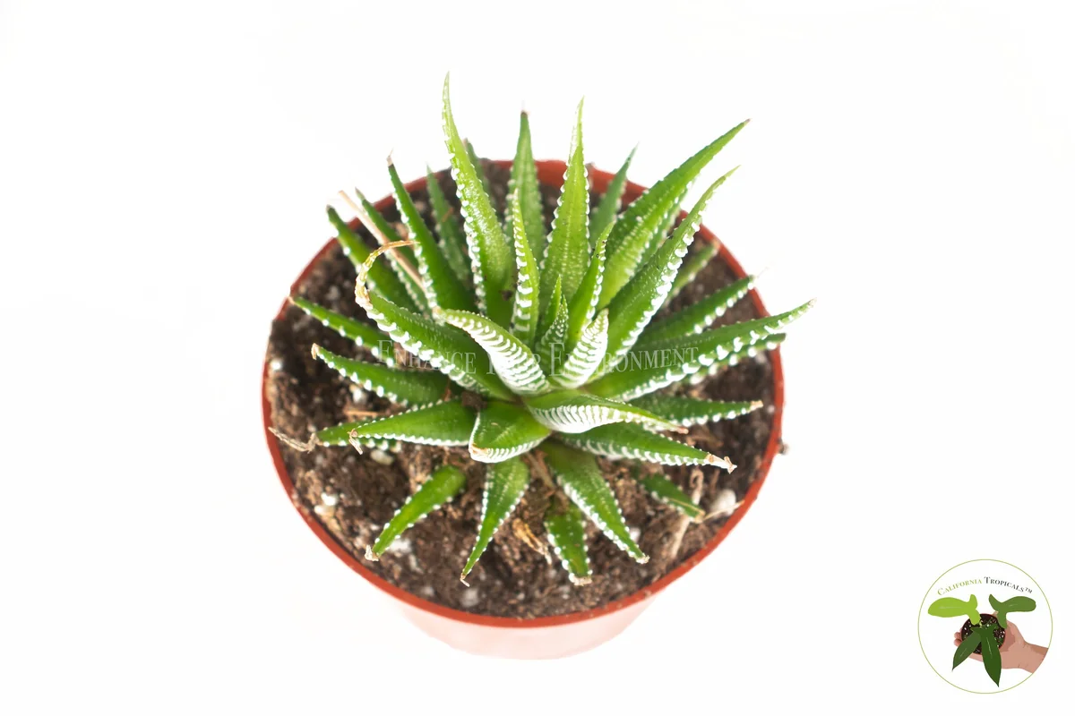 Haworthia Zebra Live Plant – 4 inch Potted Succulent – Indoor Houseplant - Image 2