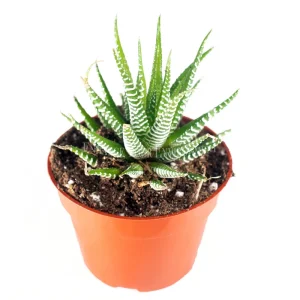 Haworthia Zebra Live Plant – 4 inch Potted Succulent – Indoor Houseplant - Image 1