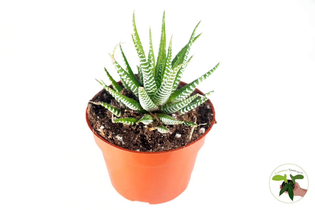 Haworthia Zebra Live Plant – 4 inch Potted Succulent – Indoor Houseplant - Image 1