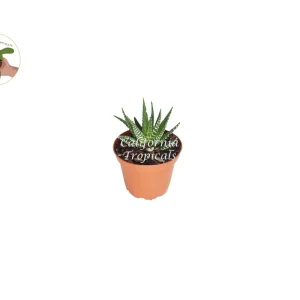 Haworthia Zebra Succulent Live Plant - 2 inch Potted Houseplant - Image 1