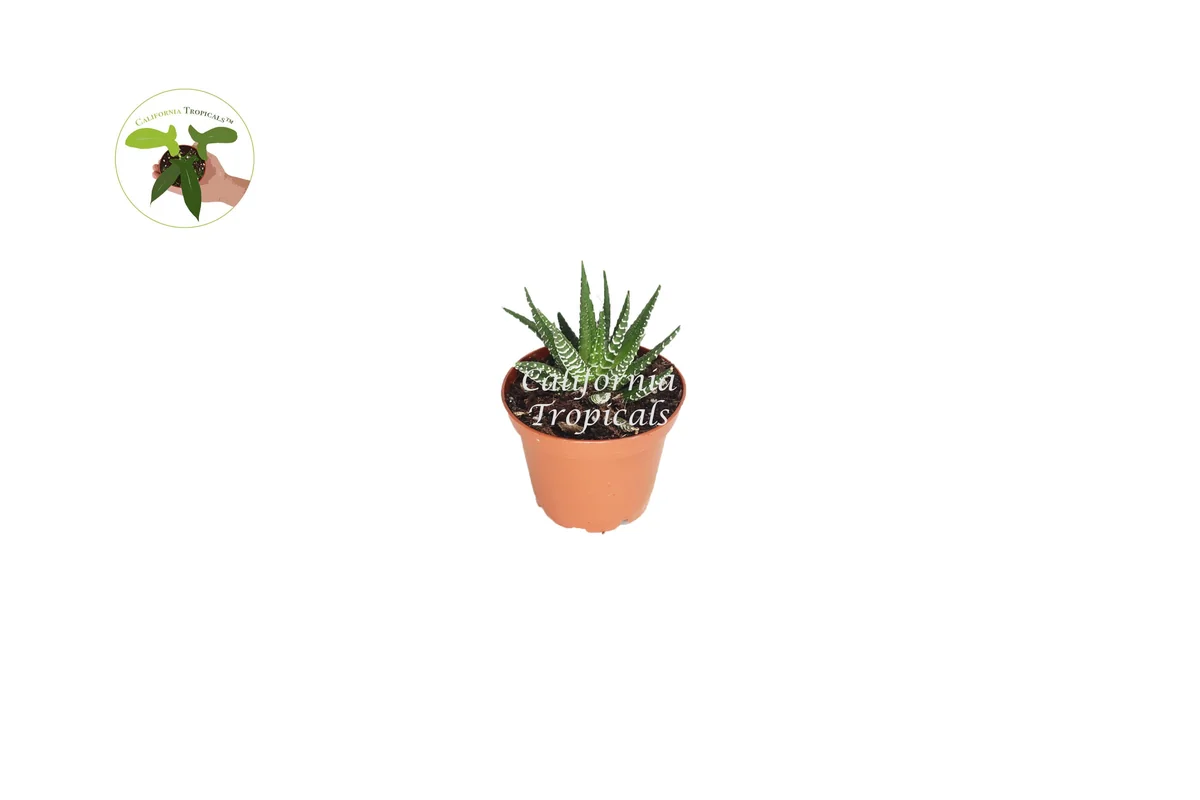 Haworthia Zebra Succulent Live Plant - 2 inch Potted Houseplant - Image 1