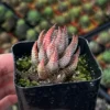Haworthiopsis Reinwardtii Succulent Plant – Live Potted Plant – 2.5 inch Pot – Indoor - Image 1