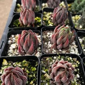 Haworthiopsis Reinwardtii Succulent Plant – Live Potted Plant – 2.5 inch Pot – Indoor - Image 2