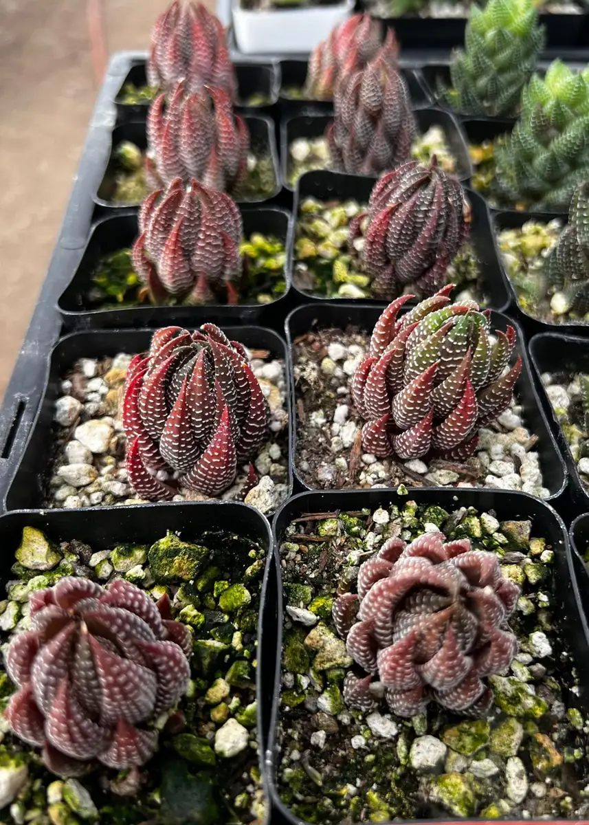 Haworthiopsis Reinwardtii Succulent Plant – Live Potted Plant – 2.5 inch Pot – Indoor - Image 2