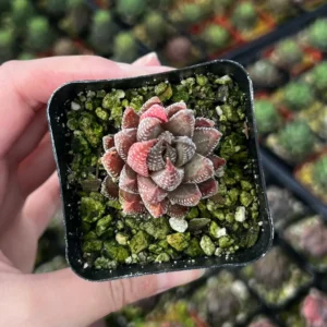 Haworthiopsis Reinwardtii Succulent Plant – Live Potted Plant – 2.5 inch Pot – Indoor - Image 3