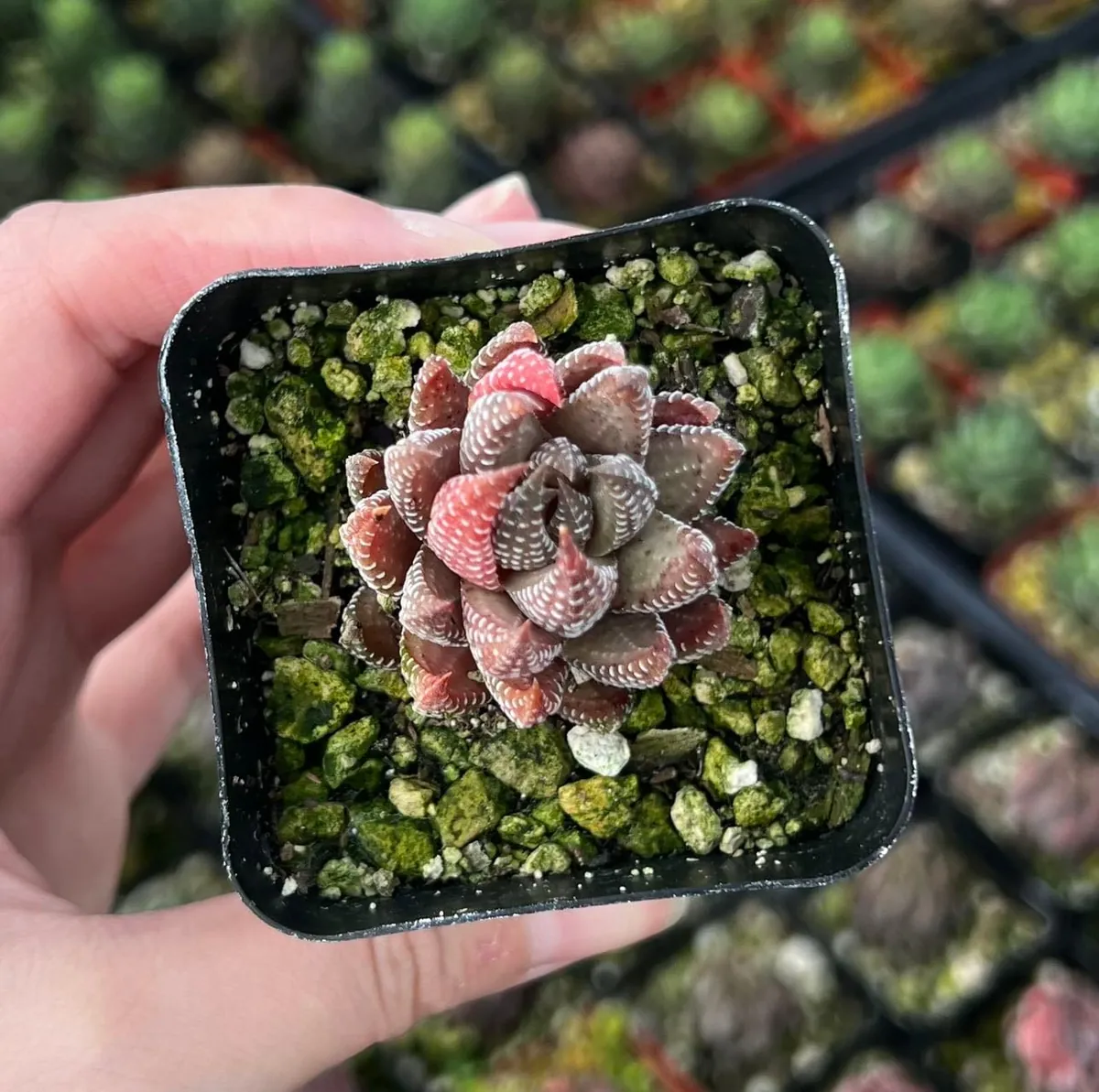 Haworthiopsis Reinwardtii Succulent Plant – Live Potted Plant – 2.5 inch Pot – Indoor - Image 3