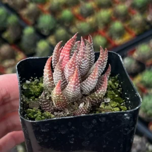 Haworthiopsis Reinwardtii Succulent Plant – Live Potted Plant – 2.5 inch Pot – Indoor - Image 1