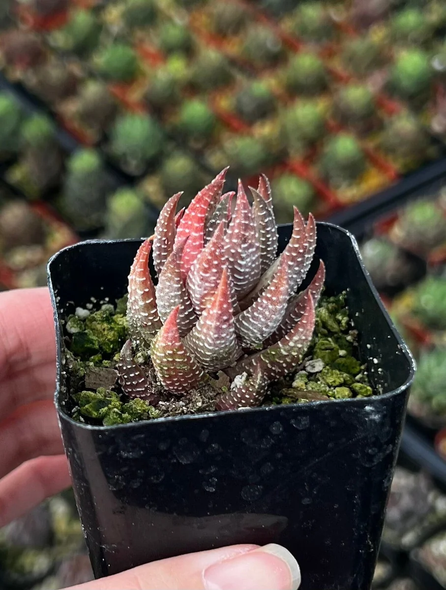 Haworthiopsis Reinwardtii Succulent Plant – Live Potted Plant – 2.5 inch Pot – Indoor - Image 1
