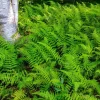 Hay Scented Fern Bare Root Plant - Dennstaedtia punctilobula - Fragrant Groundcover - Image 1