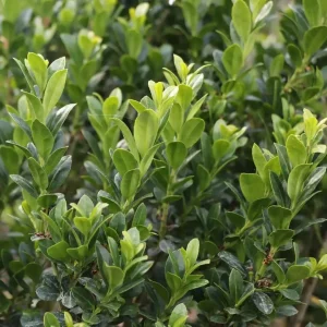 Hedge Box Japanese Holly Live Plant – Ilex Crenata – 4 inch Pot – Outdoor Shrub - Image 2