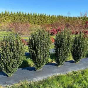 Hedge Box Japanese Holly Live Plant – Ilex Crenata – 4 inch Pot – Outdoor Shrub - Image 1