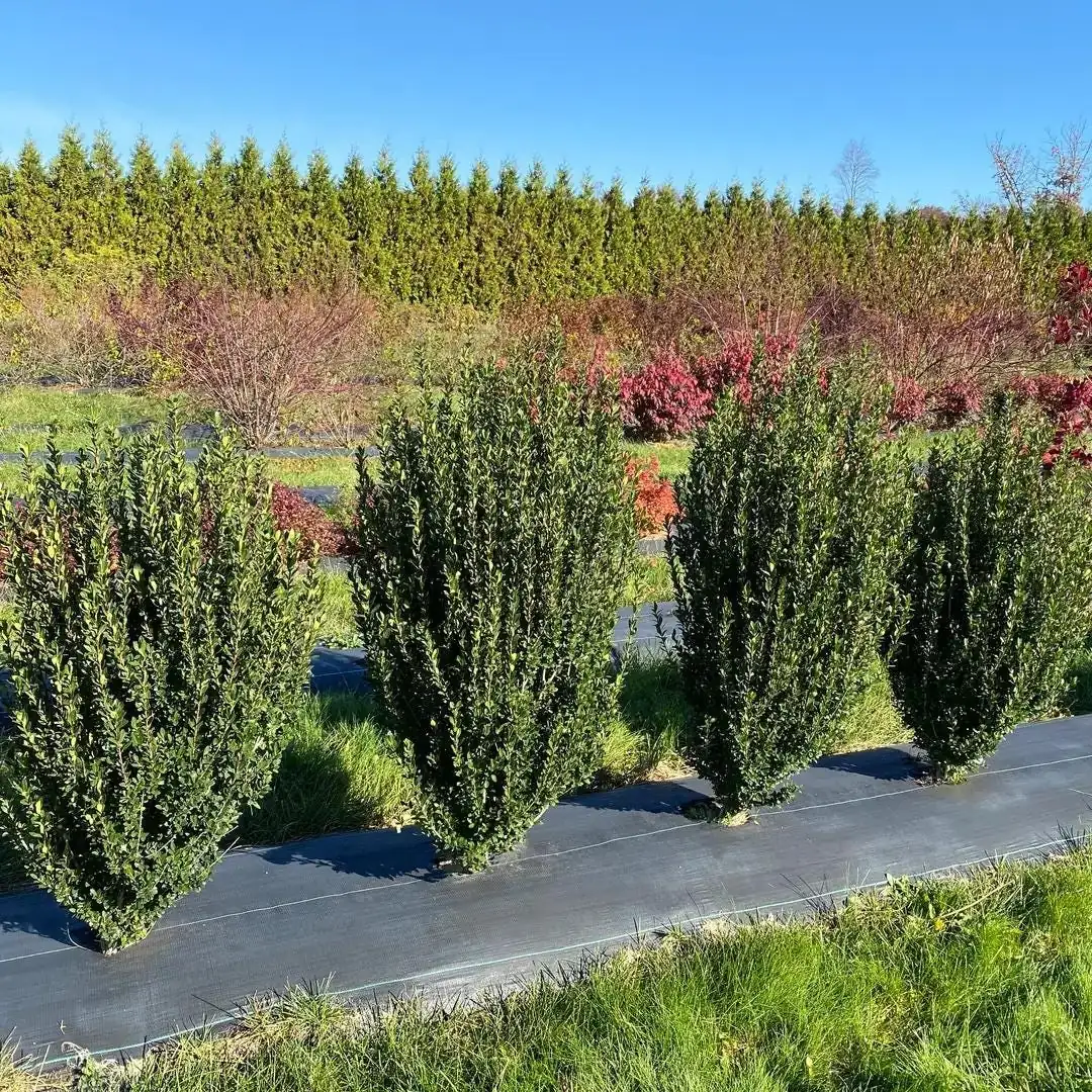 Hedge Box Japanese Holly Live Plant – Ilex Crenata – 4 inch Pot – Outdoor Shrub - Image 1