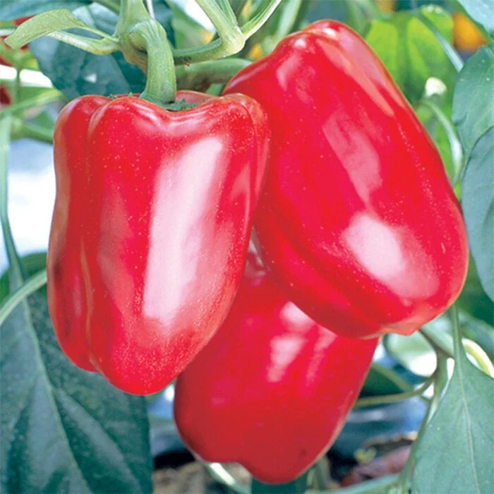 Heirloom Big Red Bell Pepper Seeds - 50++ NON-GMO Vegetable Seeds for Outdoor Gardening - Image 3