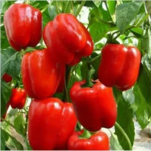 Heirloom Big Red Bell Pepper Seeds - Non-GMO Vegetable Seeds for Garden - Image 1