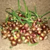 Heirloom Egyptian Walking Onion Sets - 5 Hardy Perennial Bulbs for Summer/Fall Planting - Image 1