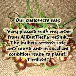 Heirloom Egyptian Walking Onion Sets - 5 Hardy Perennial Bulbs for Summer/Fall Planting - Image 2