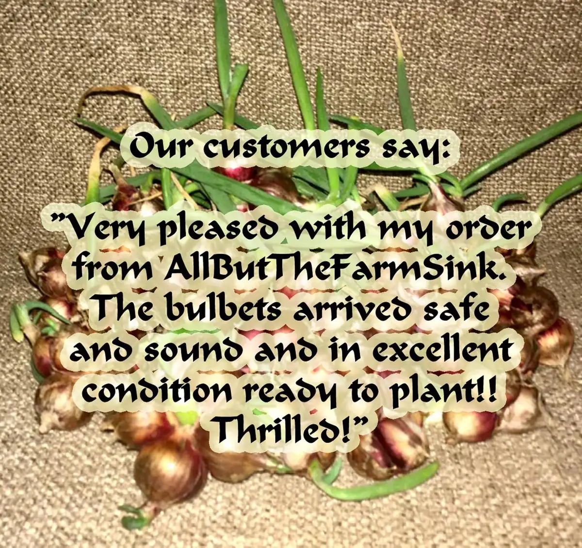 Heirloom Egyptian Walking Onion Sets - 5 Hardy Perennial Bulbs for Summer/Fall Planting - Image 2