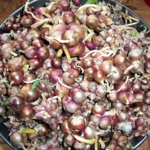 Heirloom Egyptian Walking Onion Sets - 5 Hardy Perennial Bulbs for Summer/Fall Planting - Image 3