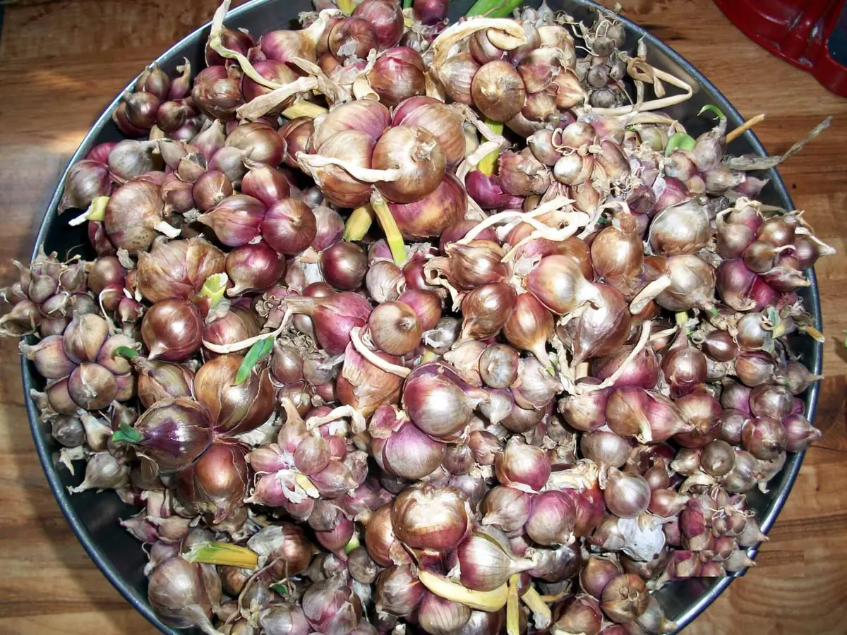 Heirloom Egyptian Walking Onion Sets - 5 Hardy Perennial Bulbs for Summer/Fall Planting - Image 3