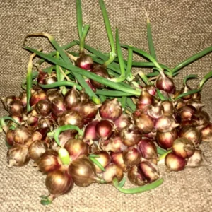 Heirloom Egyptian Walking Onion Sets - 5 Hardy Perennial Bulbs for Summer/Fall Planting - Image 1