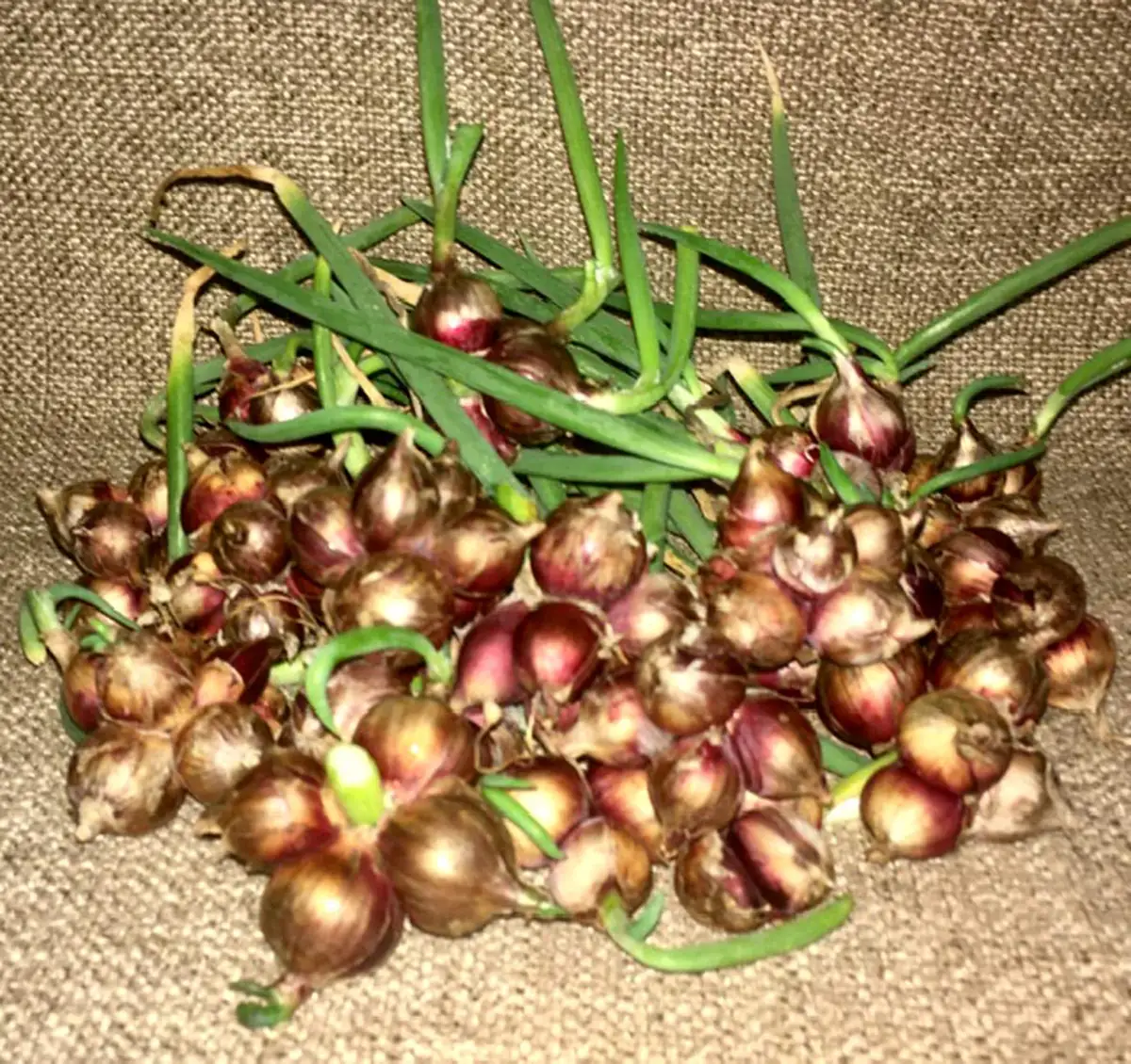 Heirloom Egyptian Walking Onion Sets - 5 Hardy Perennial Bulbs for Summer/Fall Planting - Image 1