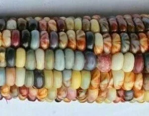Heirloom Glass Gem Indian Corn Seeds - 300 Rainbow Organic Non-GMO for Planting - Image 4