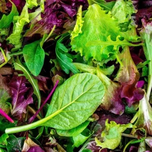 Heirloom Mesclun Mix Lettuce Seeds - High Yielding, Non-GMO Vegetable Seeds - Image 2