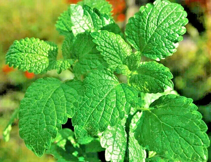Heirloom Peppermint Herb Seeds - Non-GMO Mentha Seeds for Indoor & Outdoor - Image 2