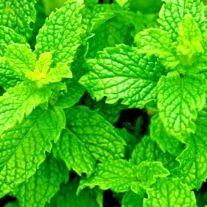 Heirloom Peppermint Herb Seeds - Non-GMO Mentha Seeds for Indoor & Outdoor - Image 1