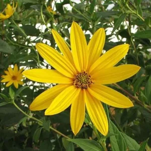 Heirloom Purple Jerusalem Artichoke Tubers - Organic Sunchokes for Planting - Image 3