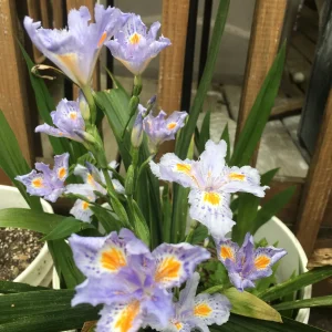 Heirloom Purple Walking Iris Live Plant – 3 Rhizomes – Lavender-Blue Blooms – Zones 5-10b Outdoor - Image 1