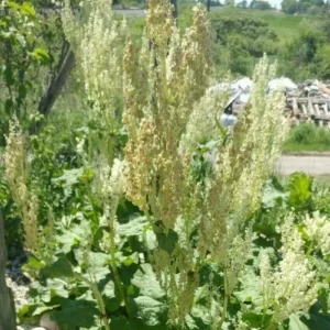 Heirloom Rhubarb Seeds - 25 Organic Perennial Vegetable Garden Seeds - Image 8