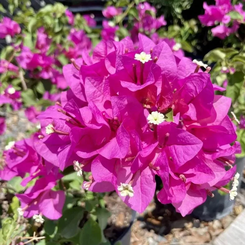 Helen Bougainvillea Starter Plants - 2-Pack Live Vine, 4-10" Tall - Hardy Flower - Image 1