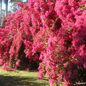 Helen Bougainvillea Starter Plants - 2-Pack Live Vine, 4-10