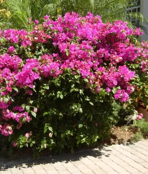 Helen Bougainvillea Starter Plants - 2-Pack Live Vine, 4-10" Tall - Hardy Flower - Image 3