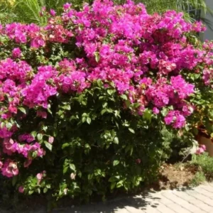 Helen Bougainvillea Starter Plants - 2-Pack Live Vine, 4-10