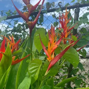 Heliconia Choconiana Psittacorum Rhizome - Exotic Tropical Live Plant - Image 1