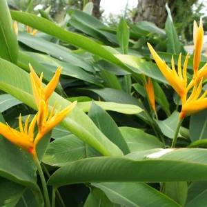 Heliconia Golden Torch Rhizome - Live Plant (2 Count) - Tropical Yellow Flowers - Image 2