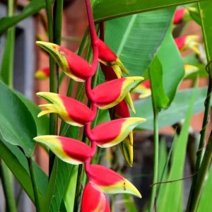 Heliconia Live Plant Collection - Tropical Flowering Plants for Garden - Image 3