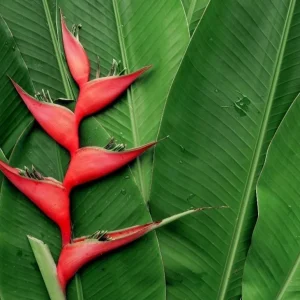 Heliconia Live Plant Collection – Tropical Garden – 2 Rostrata, 2 Wagneriana, 4 Iris, 4 Golden Torch, 2 Spathocicinata, 4 Choconian - Image 2