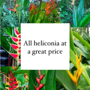 Heliconia Live Plant Collection – Tropical Garden – 2 Rostrata, 2 Wagneriana, 4 Iris, 4 Golden Torch, 2 Spathocicinata, 4 Choconian - Image 1