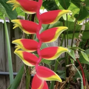 Heliconia Lobster Claw Live Plant 2ft Tall - Tropical Outdoor Shrub - Image 1