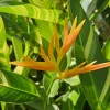 Heliconia psittacorum x marginata 'Variegated Nickeriensis' Rhizomes - 2 Pack, Tropical - Image 1