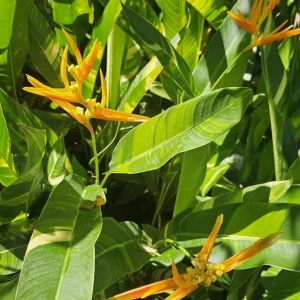 Heliconia psittacorum x marginata 'Variegated Nickeriensis' Rhizomes - 2 Pack, Tropical - Image 3