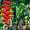 Heliconia Rostrata Live Rhizome - Hanging Flower Plant - Tropical - Image 1
