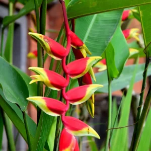 Heliconia Rostrata Live Rhizome - Hanging Flower Plant - Tropical - Image 2