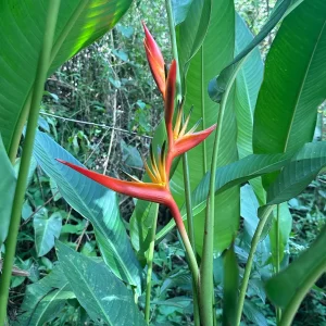 Heliconia Spathocircinata Psittacorum Rhizomes - 2 Live Plant Division - Tropical Indoor/Outdoor - Image 3