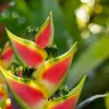 Heliconia Wagneriana Rhizome - Live Tropical Plant for Garden & Landscape - Image 1